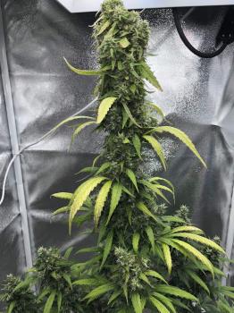 Sweet Amnesia Haze XL Auto