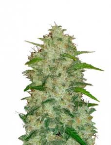 Chemdawg Auto