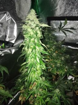 Buddha White Dwarf Auto - картинка 4