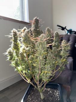 Stardawg Auto - картинка 4