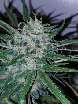 Big Bud Auto - картинка 1
