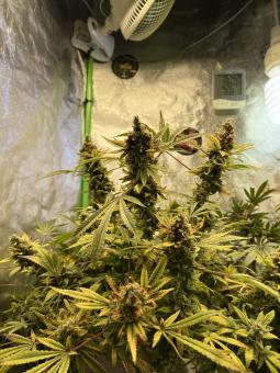 Super Silver Haze - картинка 5