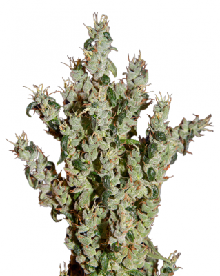 NL5 Haze Mist