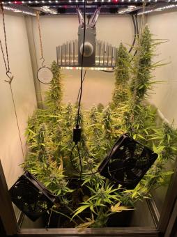 Cream Caramel Auto - картинка 4