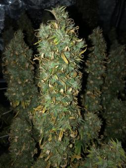 Neville's Haze - картинка 1