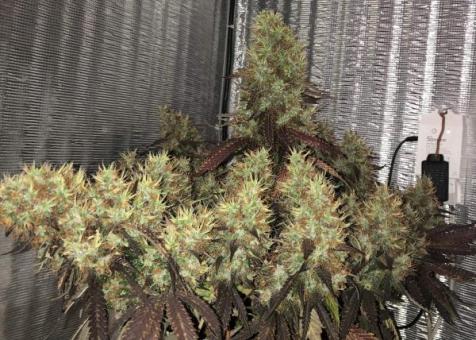 White Widow Auto - картинка 4
