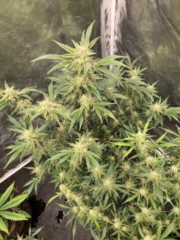 Gorilla Punch Auto - картинка 2