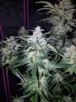 Pineapple Express Auto - картинка 10