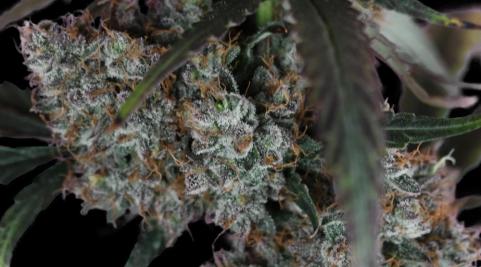 West Coast OG x Gelato Auto 41 - картинка 4