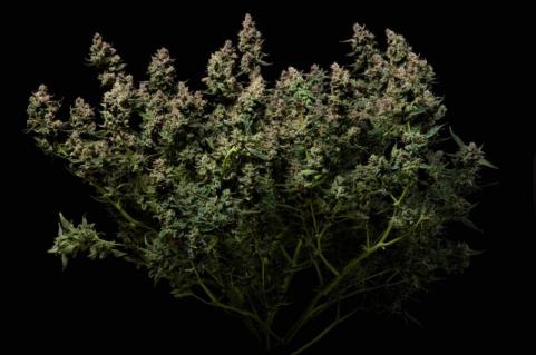 Purple Lemonade Auto - картинка 3
