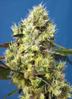 Sweet Gelato Auto - картинка 5
