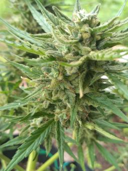 Girl Scout Cookies Auto - картинка 5