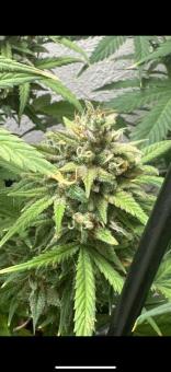 Exodus Cheese - картинка 5