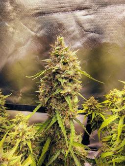 Jack Herer - картинка 4