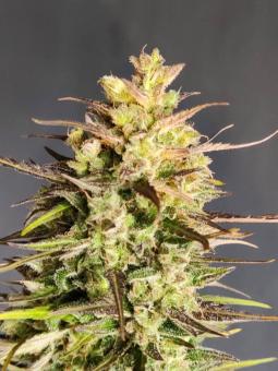 Cinderella Auto - картинка 5