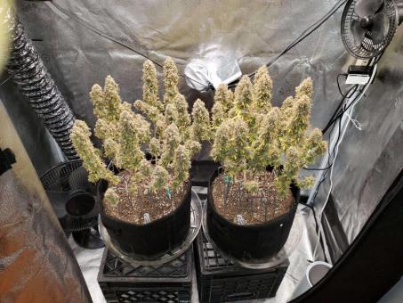 Cream Cookies Auto - картинка 4