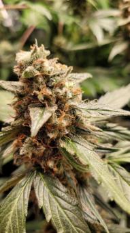 White Widow - картинка 4