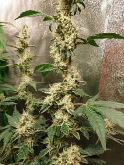 Cookies USA - картинка 4