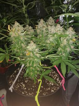 Auto Kryptonite - картинка 4