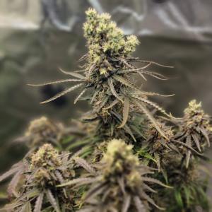 Auto Anesthesia