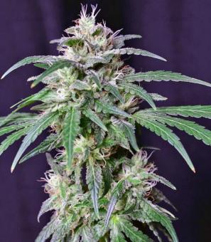 Crystal Candy - картинка 1