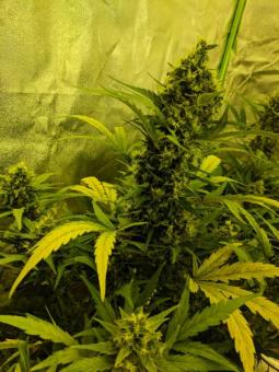 Girl Scout Cookies Auto - картинка 4