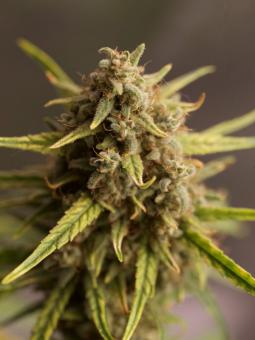 Hawaiian Snow - картинка 3