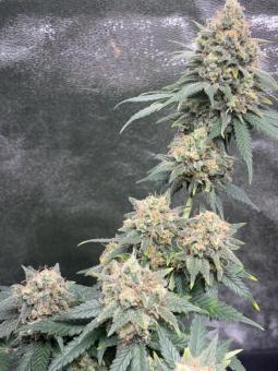 GH Cheese - картинка 4