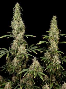 Arjan's Ultra Haze 1 - картинка 6