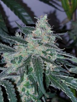Big Bud Auto - картинка 2