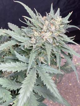 Fast Bud #2 Auto - картинка 2