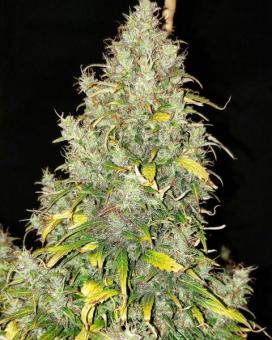 Critical Auto - картинка 2