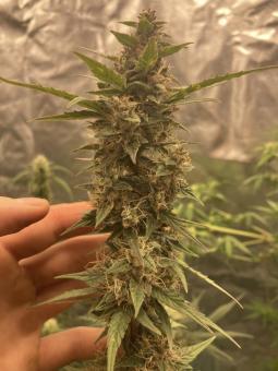 Crystal Meth Auto - картинка 1