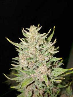 OG Kush Auto - картинка 9