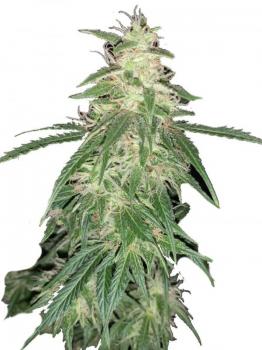 Sweet Mango Auto