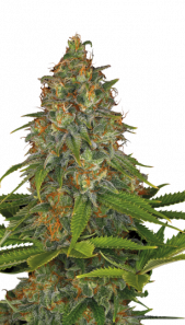Strawberry AK