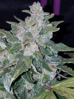 Pineapple Express Auto - картинка 1