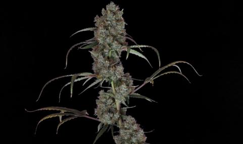 West Coast OG x Gelato Auto 41 - картинка 1