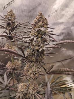 Buddha Gelato - картинка 5