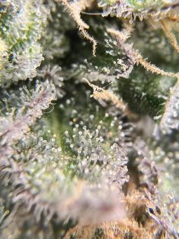 Lemon Skunk - картинка 4