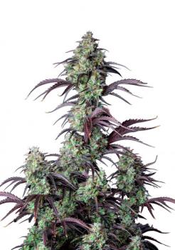 Mimosa Cake Auto fem