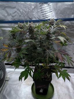 Delicious Cookies Auto  - картинка 4