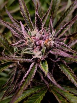 Buddha Auto Tangie - картинка 5