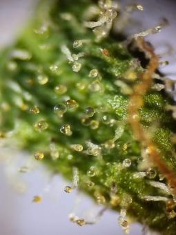 Jack Herer Auto - картинка 4