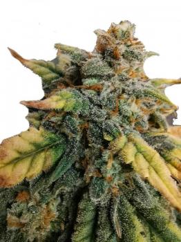 King’s Kush Auto