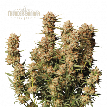 Thunder Banana Auto - картинка 1