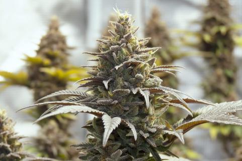 Purple Urkle - картинка 2