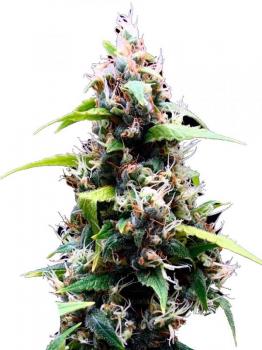 Lemon OG Haze fem