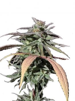 Raspberry Cough Auto fem