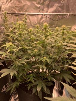 Blueberry Auto - картинка 3